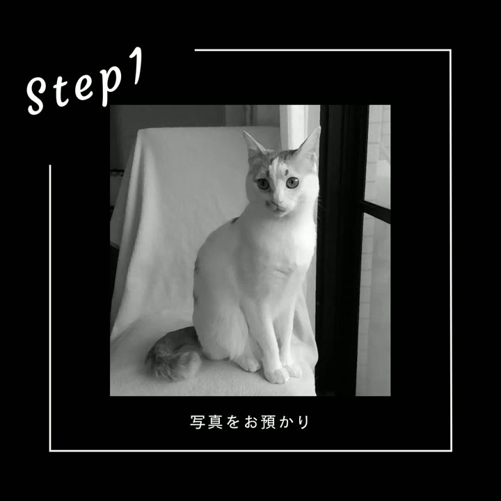 Step1 お預かりした写真(猫)
