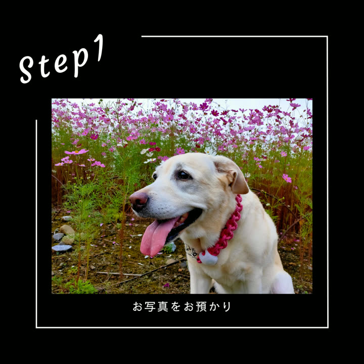 Step1 お預かりした写真(ラブラドール)