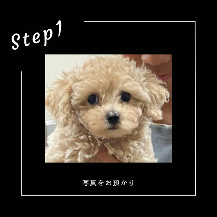 Step1 お預かりした写真(トイプードル)